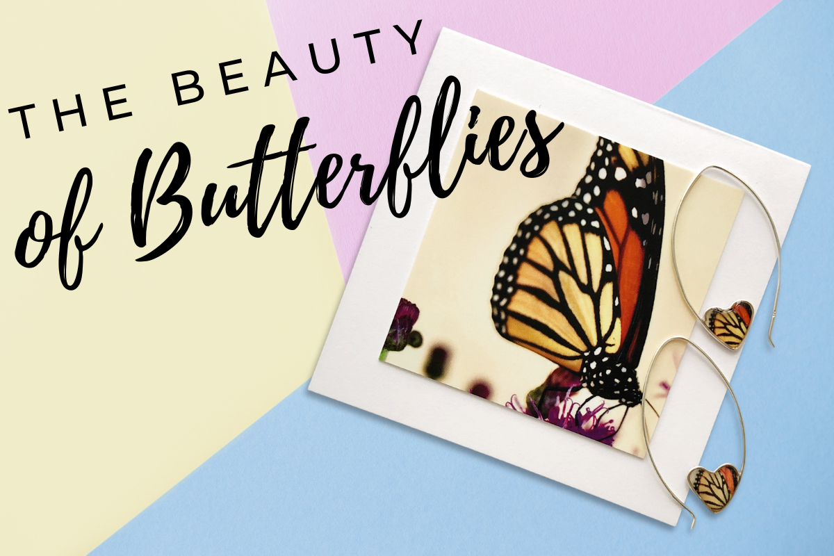Captivating Beauty: A Closer Look at Butterflies and Dragonflies