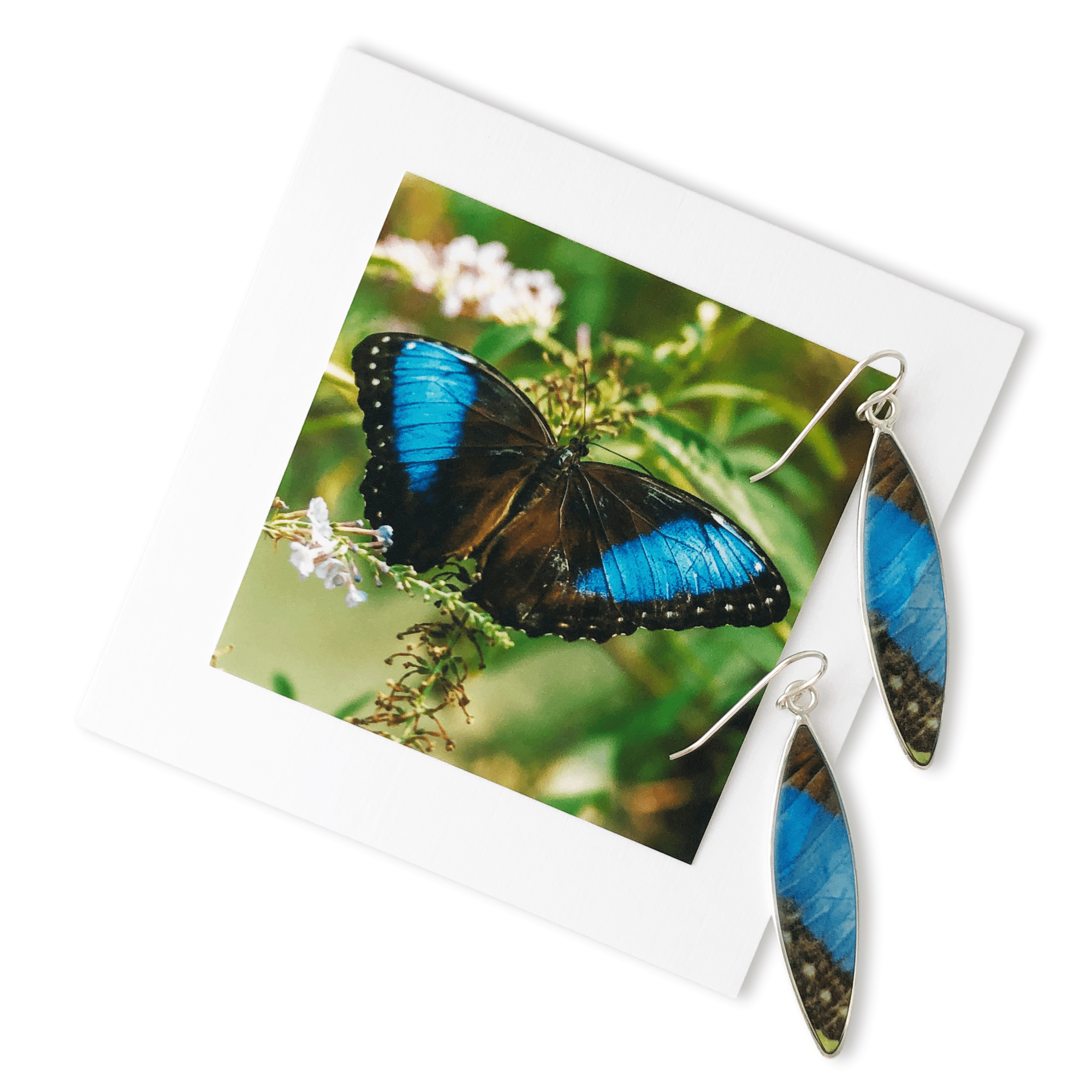 Tropical Blue Butterfly Earrings by La Vida in Life Photography